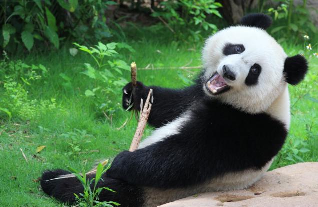 Тези малки панди избягват взимането на лекарства по особено симпатичен начин