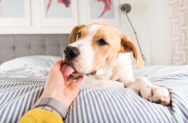 Мъж почина от полиорганна недостатъчност след облизване от своето куче