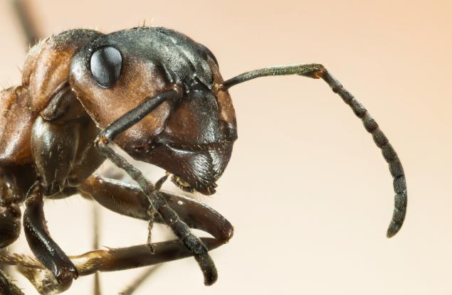 Мравката е съществото с най-голям мозък