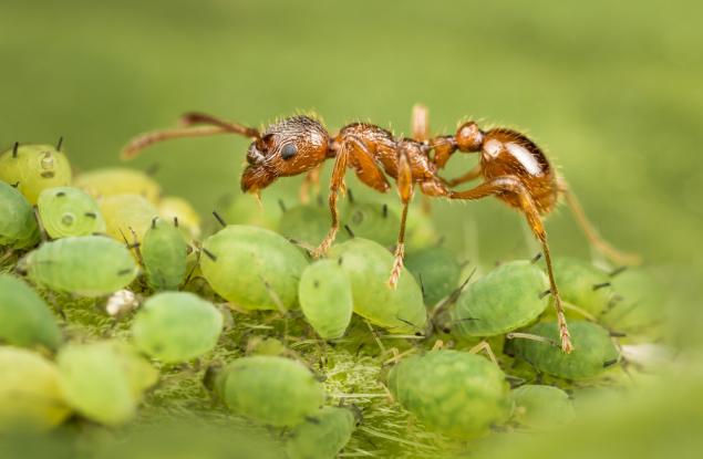 Най-бързата мравка в света „прелита“ през въздуха с 1 метър в секунда!