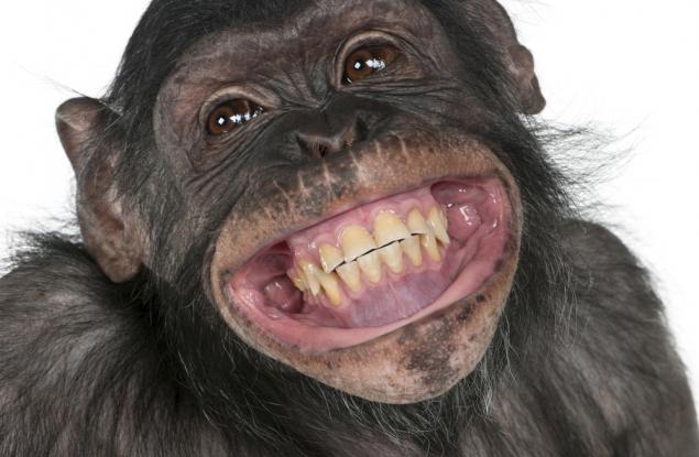 Защо маймуните не могат да говорят?