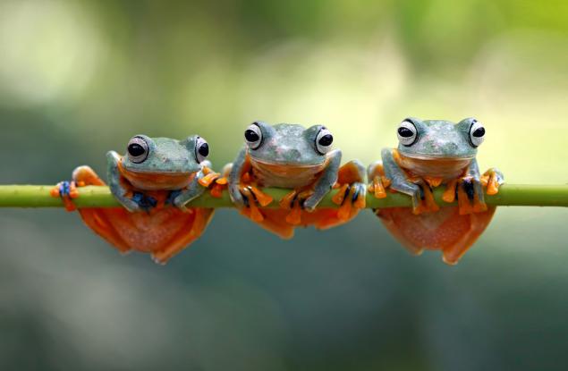 Омагьосаният свят на жабите, представен в 15 красиви макрофотографии