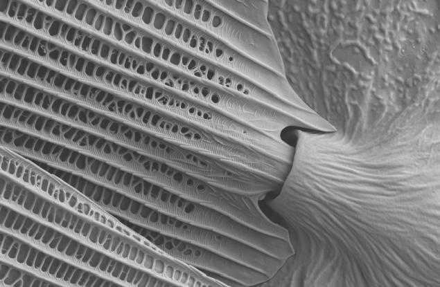 Фотозагадка: Какво е това?