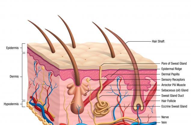 Кожата – развъдник на бактерии