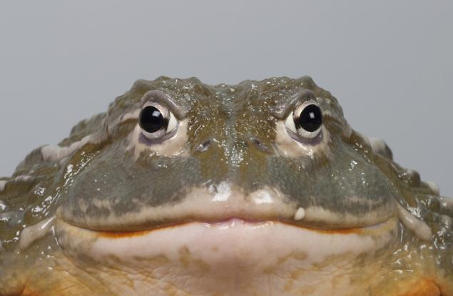 Дяволската жаба е могла да изяде дори динозавърче