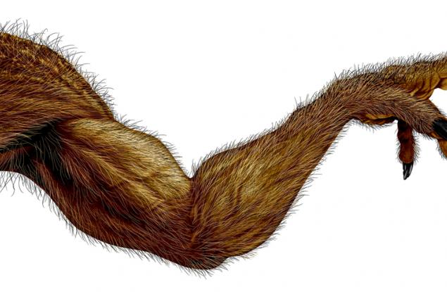 Чували ли сте за хипертрихоза - синдром на върколака?