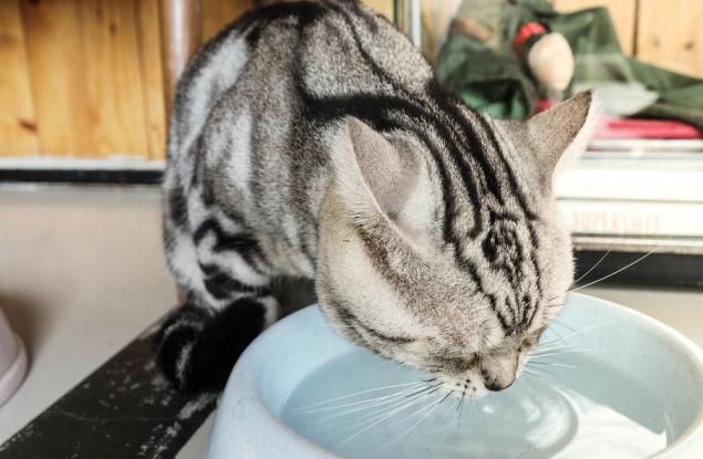 Как котките пият вода толкова елегантно?