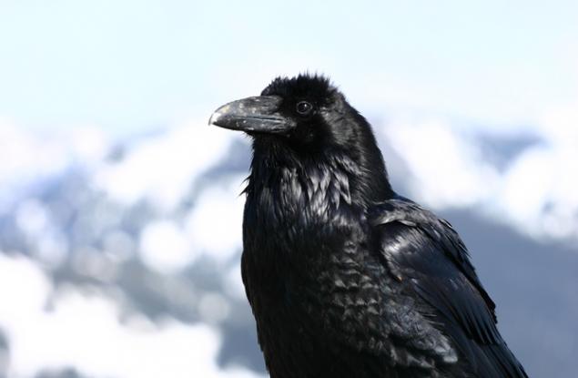 Видео: Умните гарвани