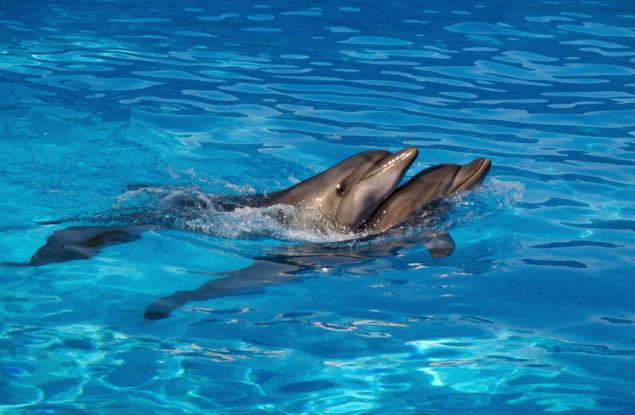 Странната механика на секса при морските бозайници