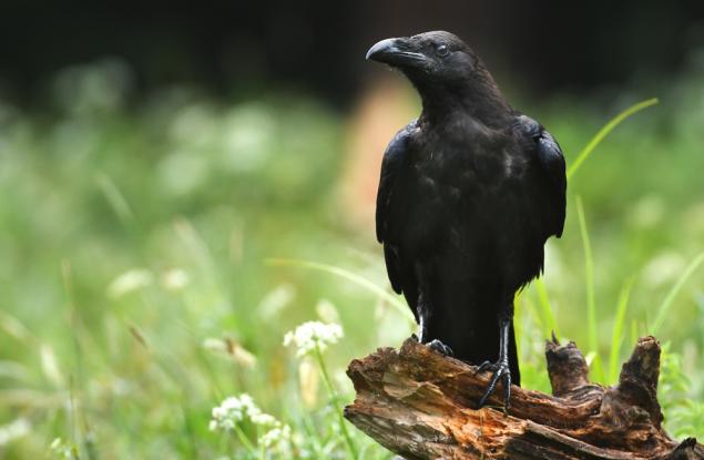Гарваните са достатъчно умни, за да си погаждат номера един на друг
