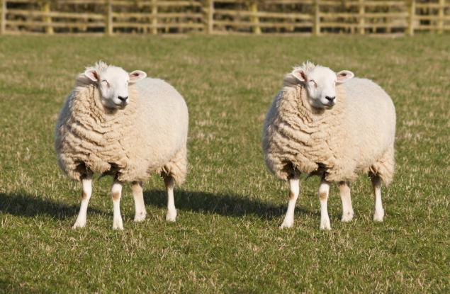 Науката е готова за масово клониране на живи организми
