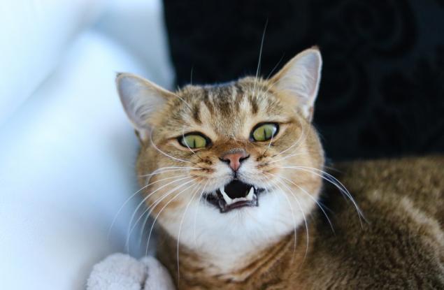 Най-добрите ви приятели са всъщност тези, които се държат най-лошо с вас