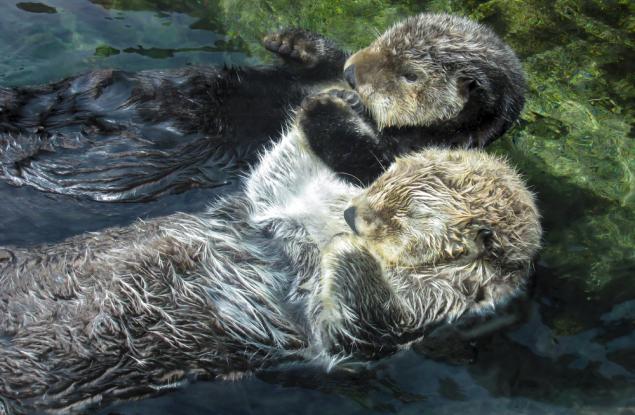 Пет животни, от които не трябва да приемате любовни съвети