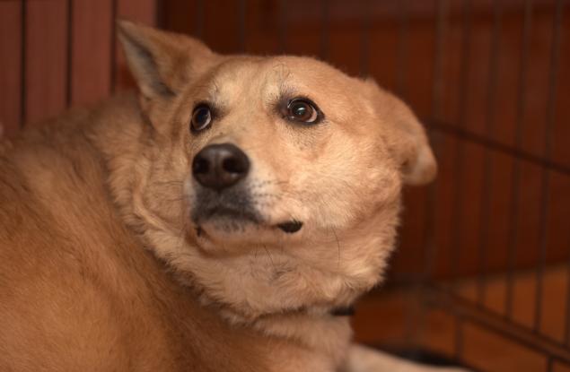 Кучетата хапят емоционално нестабилните хора