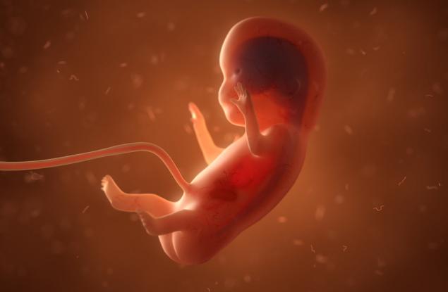 Чудото на живота: Видео разкрива етапите на развитие на бебето в утробата