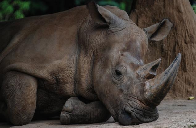 Последният суматрански носорог в Малайзия почина