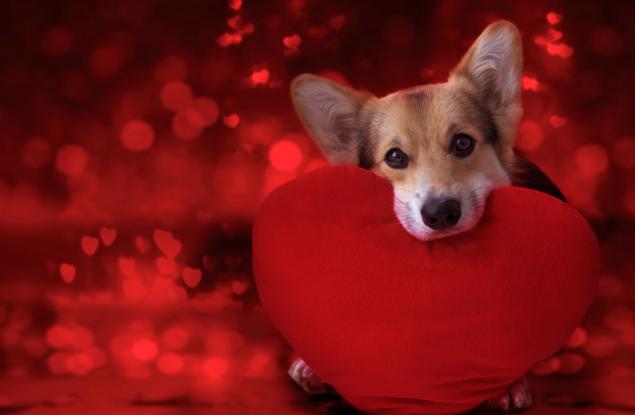 Домашният любимец - най-добрият антидепресант