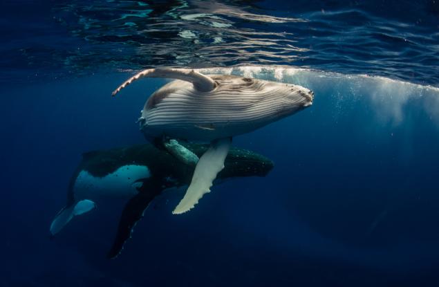 Интригуващият звук на морските бозайници
