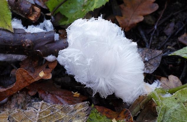 Цветята от скреж - едно рядко и наистина красиво явление