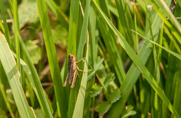 Притча за това, което чуваме
