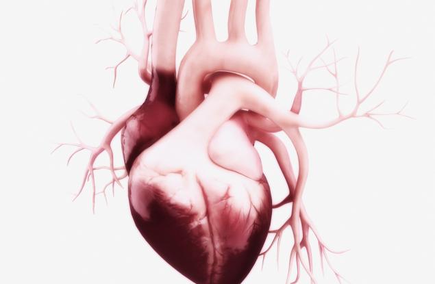 40 интересни факта за човешкото сърце