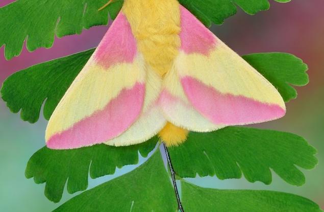 Тази нощна пеперуда изглежда така, сякаш е направена от захарен памук