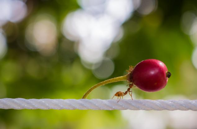 Притча за трудолюбивата мравка или за безсмисления кипеж на труда