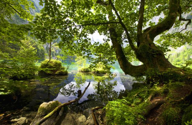 Българският национален стандарт за отговорно управление на горите е одобрен и влиза в сила на 16 август 2017 г.