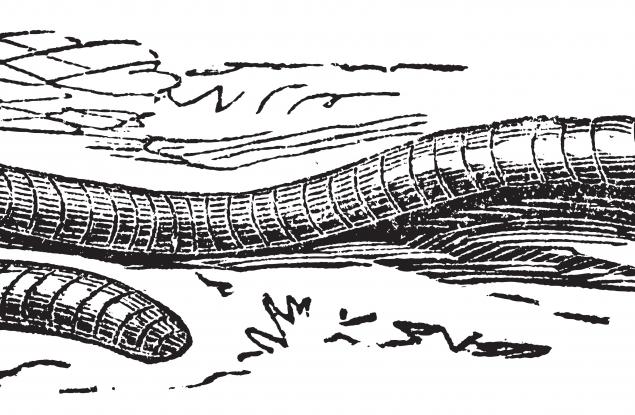 Червей оцелява 18 милиона години без секс