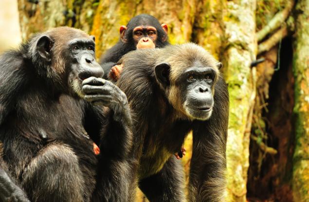 Планетата на маймуните наистина съществува