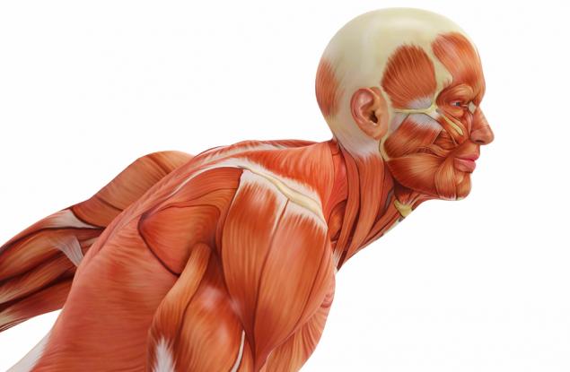Ето как се развиват мускулите в човешкото тяло