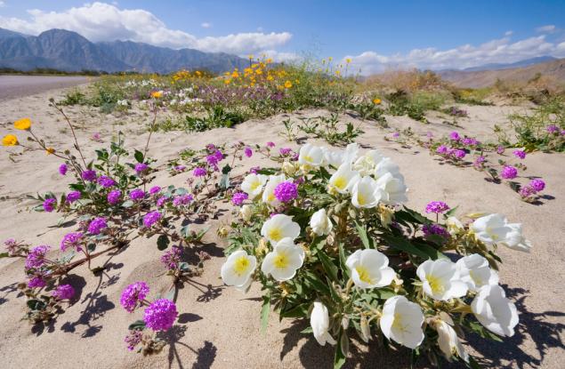Цигарени филтри се садят като цветя