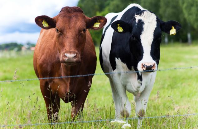 Виц: Принципи на икономиката