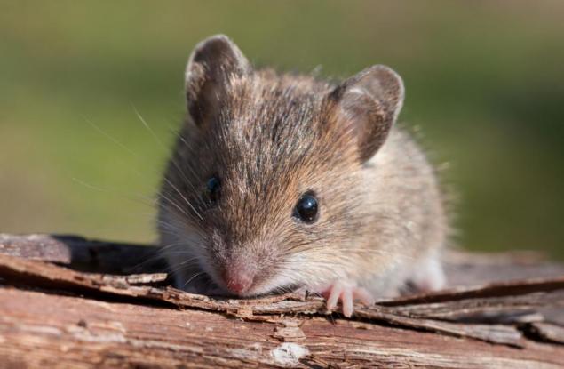 Как младата кръв подмладява старите мозъци