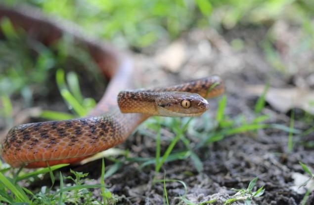 Притча за ненасилието