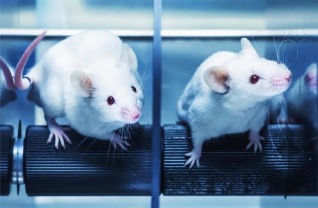 24 април - Световен ден за защита на лабораторните животни