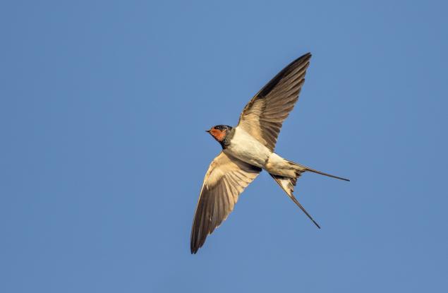 Как спят птиците по време на полет?