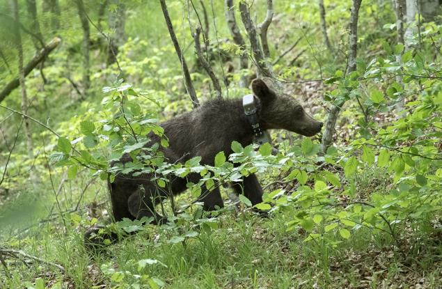 Върнаха в дивата природа спасените преди година три мечета 