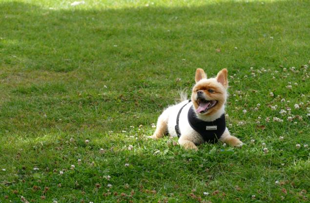 Заради едното Баскервилско куче