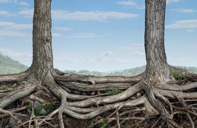  Дърветата имат чувства, сприятеляват се и се грижат едно за друго 