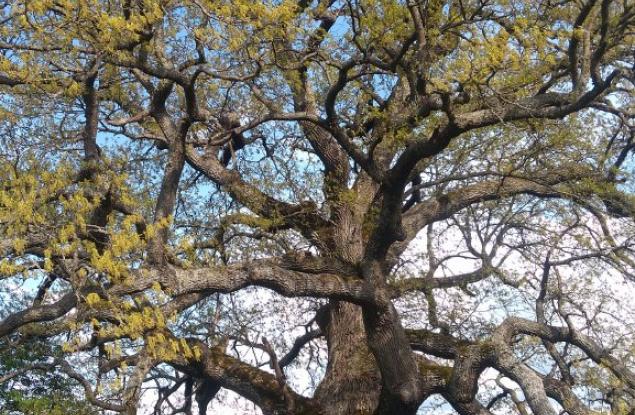 300-годишен цер от с. Рани луг ще представлява страната ни в конкурса "Европейско дърво на годината 2019"