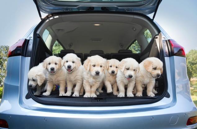 С кучета на път