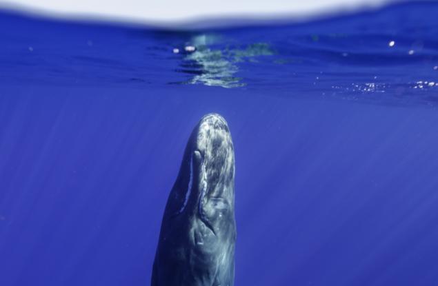 Редки снимки показват как точно спят кашалотите