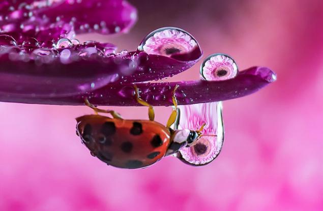 14 невероятни макрофотографии на водни капчици от Дон Комаречка