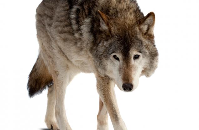 Запознайте се с редките плуващи вълци, които ядат морска храна