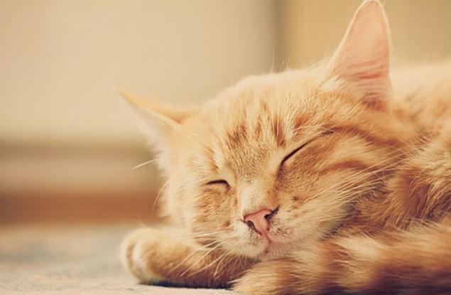 Защо котките мъркат?