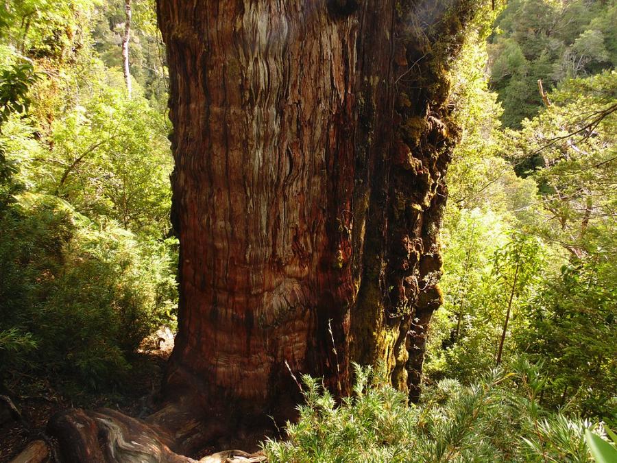 Чилийският „Прадядо“ – новият претендент за титлата най-старо дърво на Земята