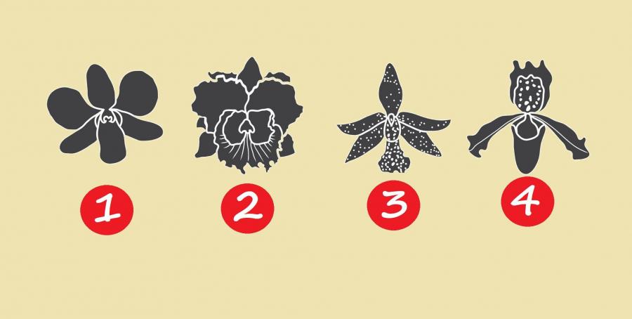 Орхидеята, която изберете, ще ви донесе съвета, от който се нуждаете в настоящия момент