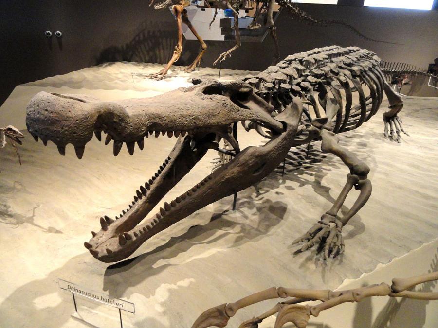 Този древен крокодил е имал зъби с размера на банани – идеални за яденето на динозаври