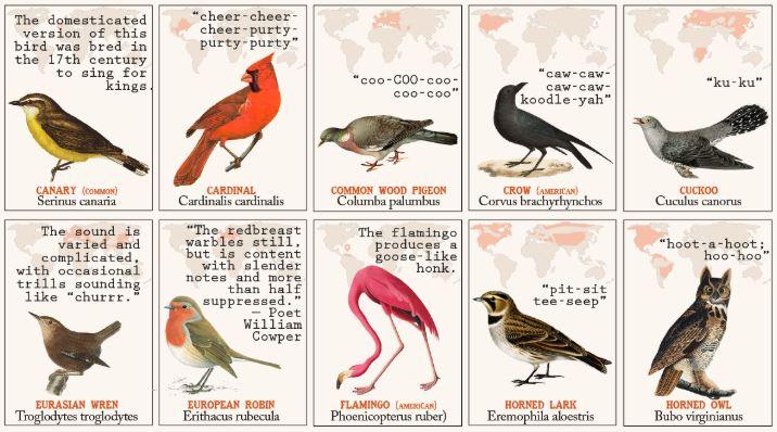 50 птици и звуците, които издават